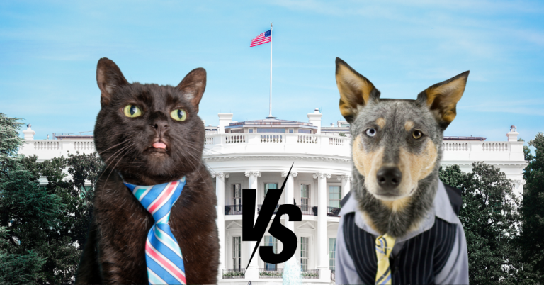 2024 Election cat vs dog