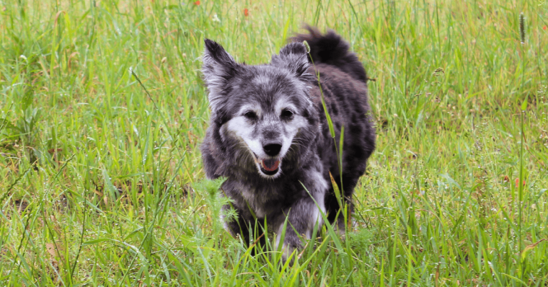 senior dog walking on grass in Katy, Texas