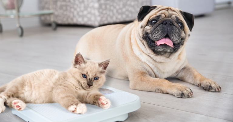 dog and cat laying near a scale - pet obesity 2025 - a growing concern in West Houston and Beyond