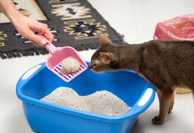 cat sniffing a litter box while owner scoops it