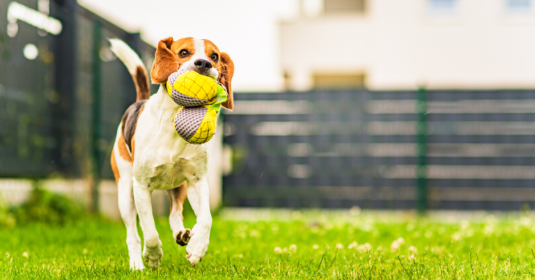 flea, tick, and mosquito prevention dog running in Katy, Houston back yard