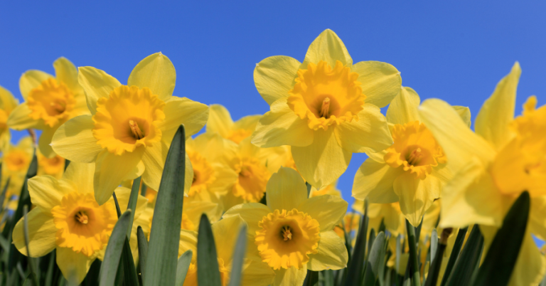 Daffodils houston texas plants toxic to pets