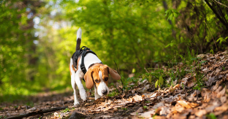 Protecting Your Houston Yard and Pets From Mosquitoes and Heartworms