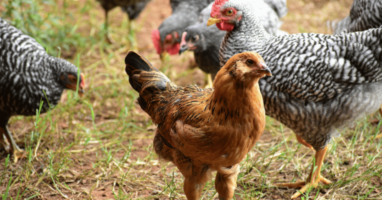 chickens in yard backyard flock Katy, Texas