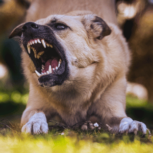 aggressive dog growling on the street