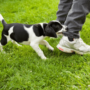 puppy biting the ankles of a man in Cypress, Texas