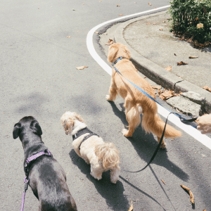 animal admiration dog walker walking three dogs on leash in Katy, Texas