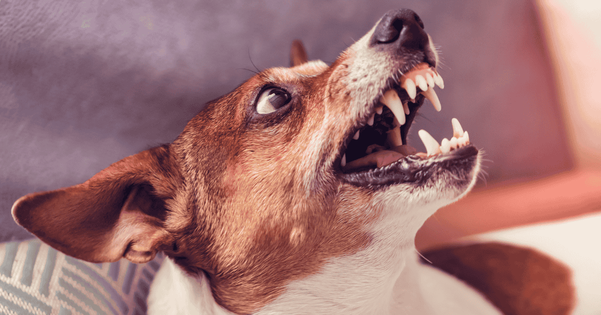 National Dog Bite Prevention Week April 2025 Katy, Texas