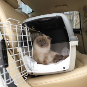 cat in carrier leaving disaster area Katy Texas