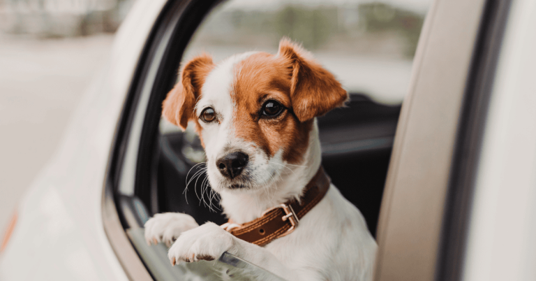 dog in car leaving disaster area Katy Texas