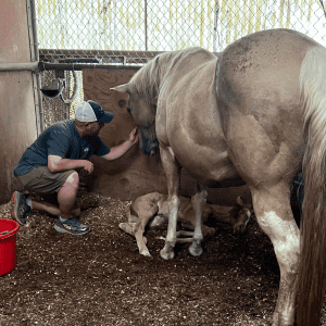 pet sitter from Animal Admiration Pet Care caring for a horse