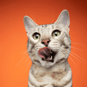 cat licking mouth in Katy, Houston home