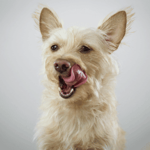 dog licking his lips in west houston