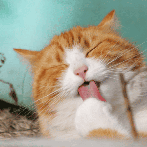 cat licking and grooming in Katy, Houston home