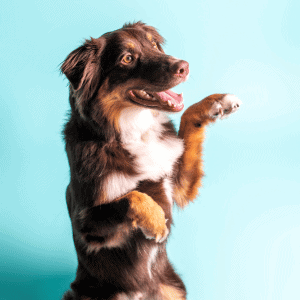 dog sitting up on hind quarters west houston dog walker