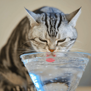 cat drinking water in Katy, Houston home