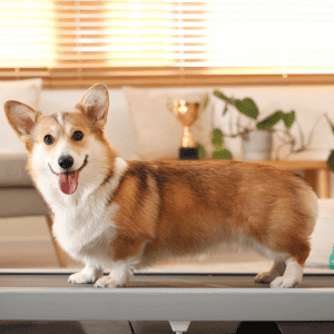 dog on treadmill west houston