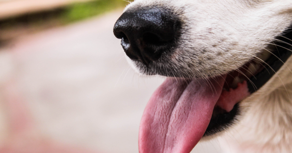 dog panting national pet hydration month