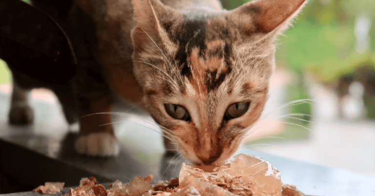 cat eating fresh wet food in West Houston, Texas