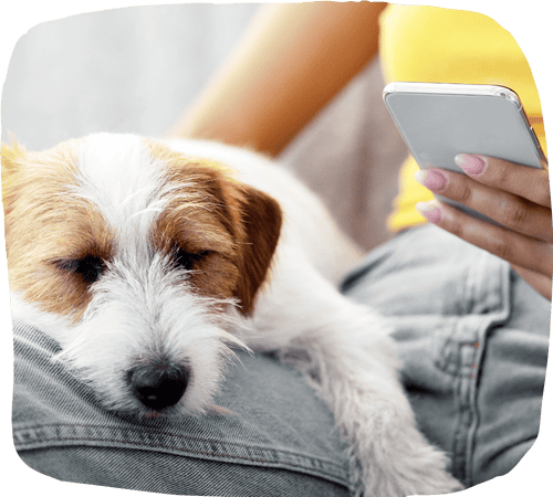 Small, relaxed dog sleeping on a person's lap while they use a smartphone
