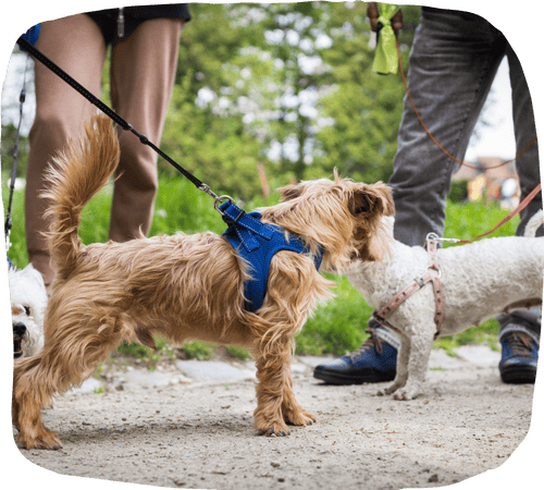 Group of small dogs on leashes meeting during a walk in a park, with two pet handlers standing nearby