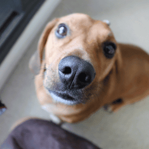 5 Reasons Why Talking to Pets Through Cameras Is Not Ideal dog staring at camera