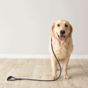 dog in Houston on leash waiting for dog walker from Animal Admiration Pet Care