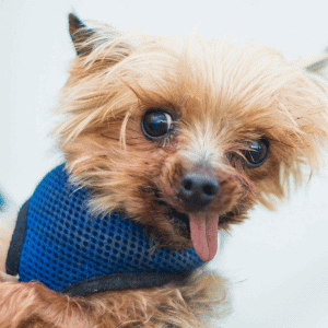 5 Reasons Why Talking to Pets Through Cameras Is Not Ideal dog staring at camera