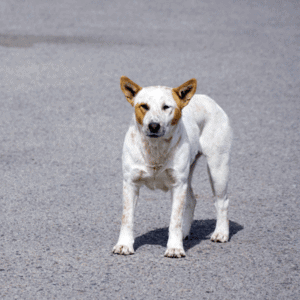 Essential Tips to Prevent Pet Loss lost dog in West Houston, Katy Texas