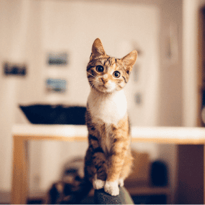 5 Reasons Why Talking to Pets Through Cameras Is Not Ideal cat staring at camera