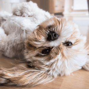 dog in Houston playing with dog walker from Animal Admiration Pet Care