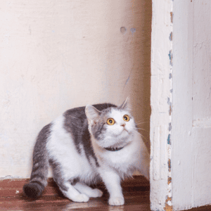 Essential Tips to Prevent Pet Loss scared cat by door in West Houston