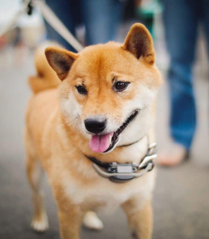 Smiling Shiba Inu on a walk enjoying dog walking service
