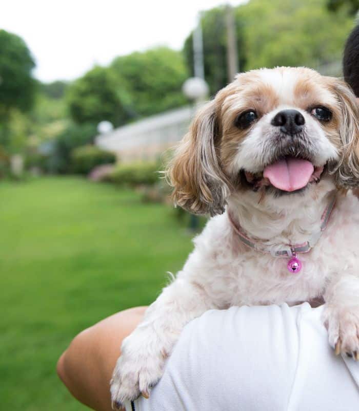 Happy small dog with tongue out, being carried outdoors