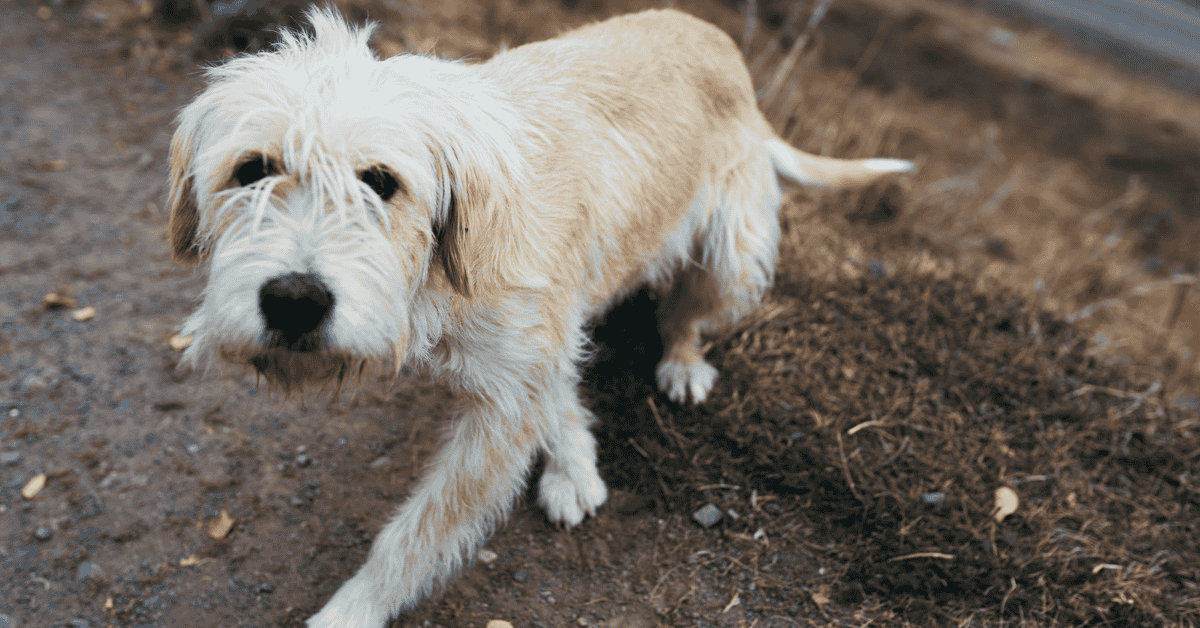 Essential Tips to Prevent Pet Loss lost dog in West Houston