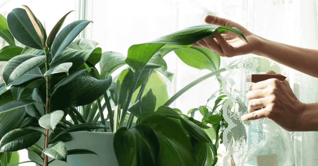 West Houston House Sitting and Plant Care Animal Admiration Home Sitter watering an indoor plant