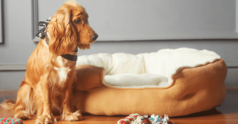 5 Reasons Why Talking to Pets Through Cameras Is Not Ideal dog confused at household camera