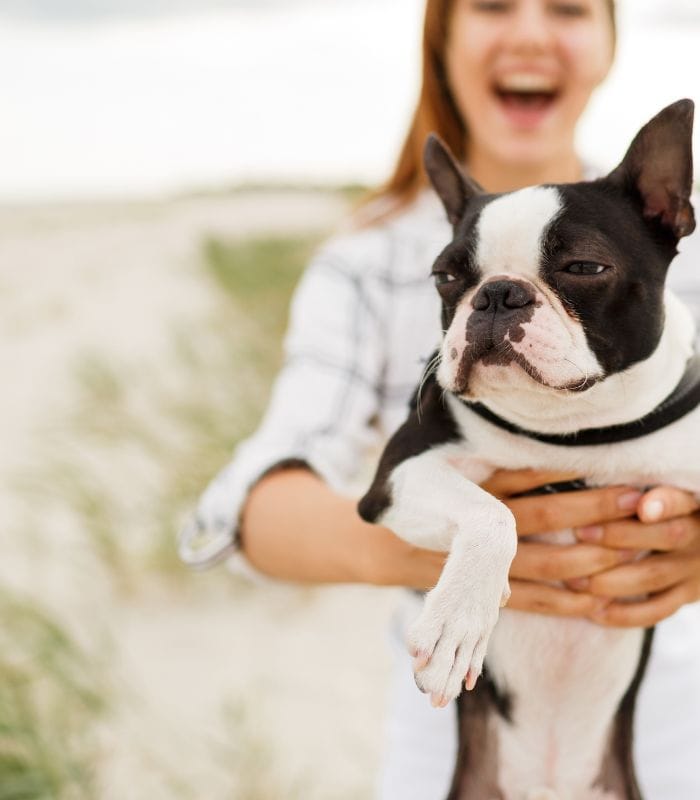 Boston Terrier being held with a funny expression