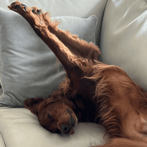 dog stretching on couch in Katy, Texas