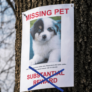 lost dog sign on tree in Katy, Texas