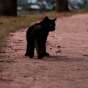 lost cat in Cypress, Texas