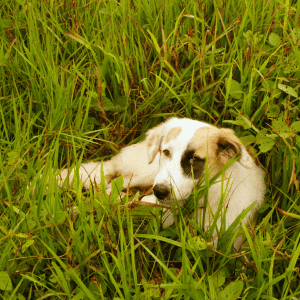 lost dog in Katy, Texas - Protect Yourself From Lost Pet Scams in West Houston
