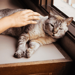 cat by window being pet by an Animal Admiration Pet Care pet sitter