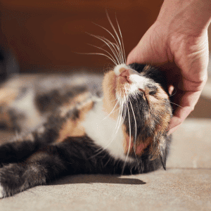 cat being pet by an Animal Admiration Pet Care pet sitter
