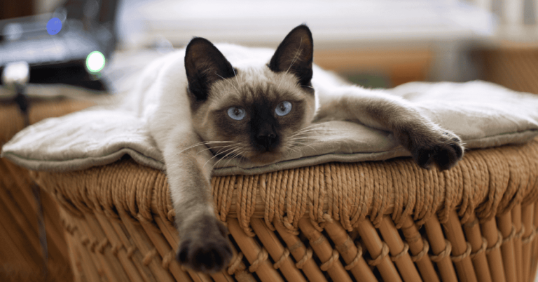 cat laying on a bed in his home in Katy, Texas