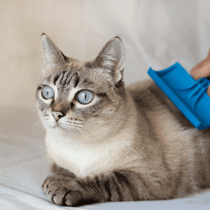cat being brushed in Katy, Texas by an Animal Admiration Pet Care cat sitter What Does a Professional Pet Sitter Do?