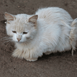 feral cat in Katy, Texas