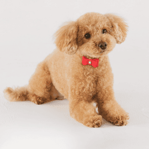 dog in Katy, Texas with a red bow tie