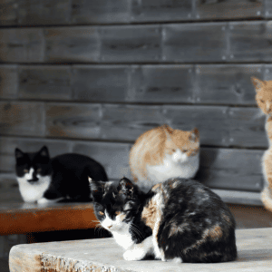 feral cat colony in Katy, Texas