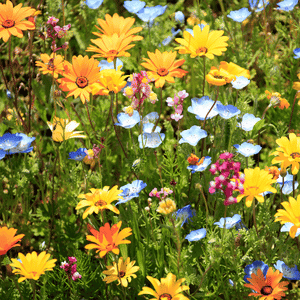 pet memorial garden in Katy, Texas